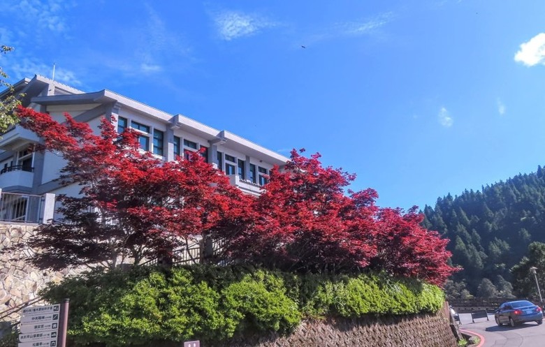 宜蘭太平山森林遊樂區楓紅染色!中央階梯化身絕美打卡天堂