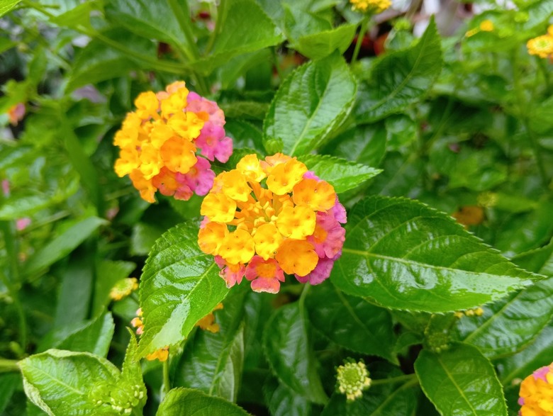 SHARP AQUOS wish5簡單開箱體驗