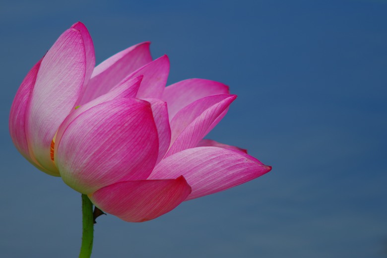 賞花雜記