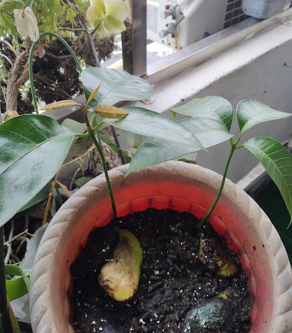 土芒果實生, 多芽點, 要汰弱留強嗎?