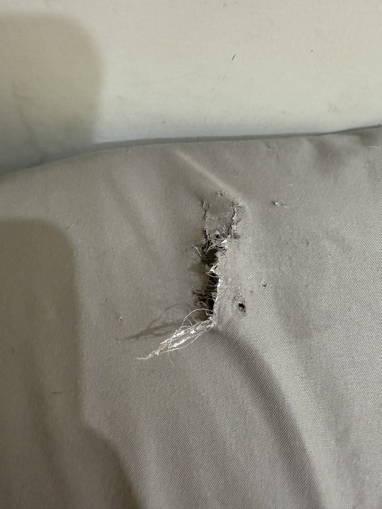 貓咪愛咬床單怎麼辦