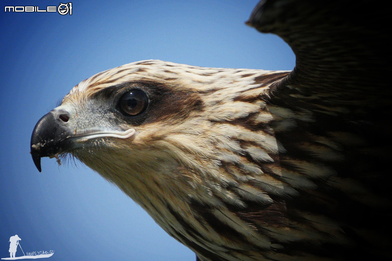 FE 400-800mm F6.3-8 G OSS 蓋大樓