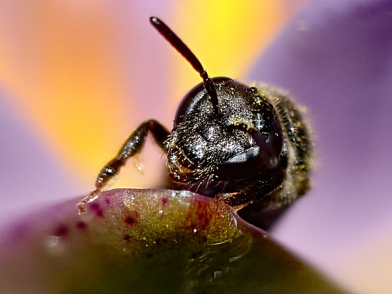 SONY XPERIA 1 VII 手機心得與照片分享