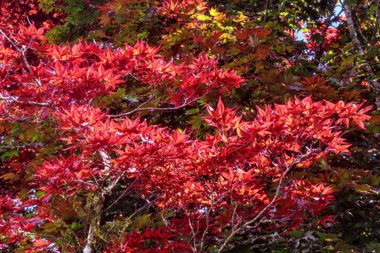 宜蘭太平山森林遊樂區楓紅染色!中央階梯化身絕美打卡天堂