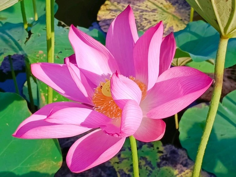 台北最美花池現正盛開!植物園荷花綠葉連天 夏季必訪!