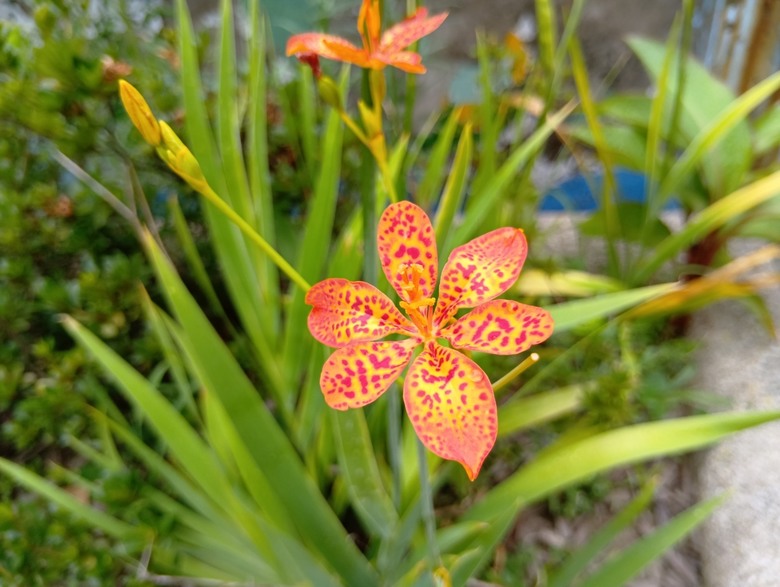 SHARP AQUOS wish5簡單開箱體驗