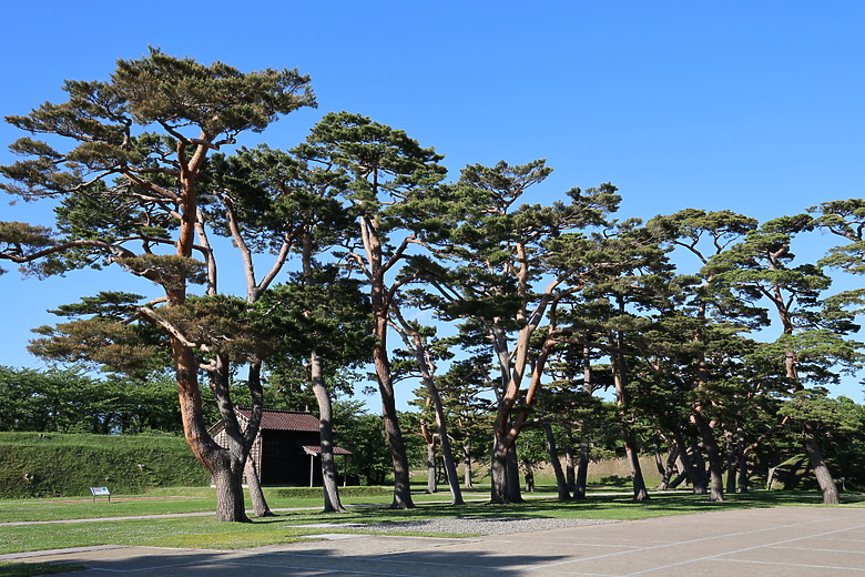 點我看大圖 夏日北海道自由行-函館篇(五稜郭/旬花/大黑屋/函館朝市/金森紅磚倉庫/小丑漢堡/八幡坂/元町/根室花丸/函館山)