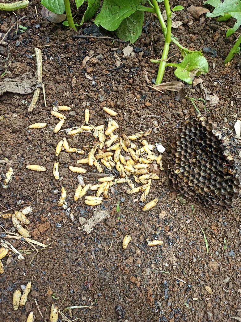 虎頭蜂(又名胡蜂,黃蜂) 在萬里的菜園,我的右手中指,被蛰了一針。 (如圖)