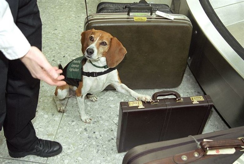 新聞：檢疫犬揪出違禁牛肉！竟遭70歲旅客「暴踹重傷」