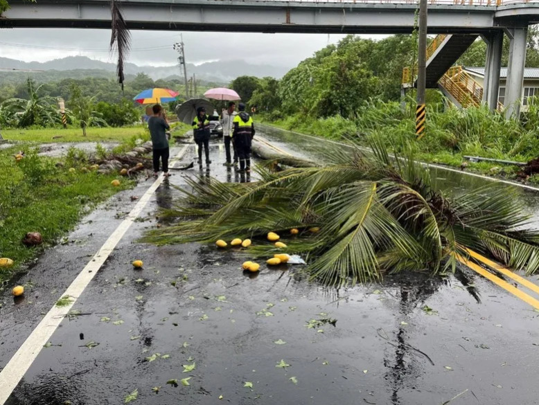 只想採收🥭🥭 芒果... 果農載兒遭椰子樹🌴🌴砸中釀1死1傷