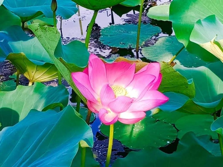 台北最美花池現正盛開!植物園荷花綠葉連天 夏季必訪!