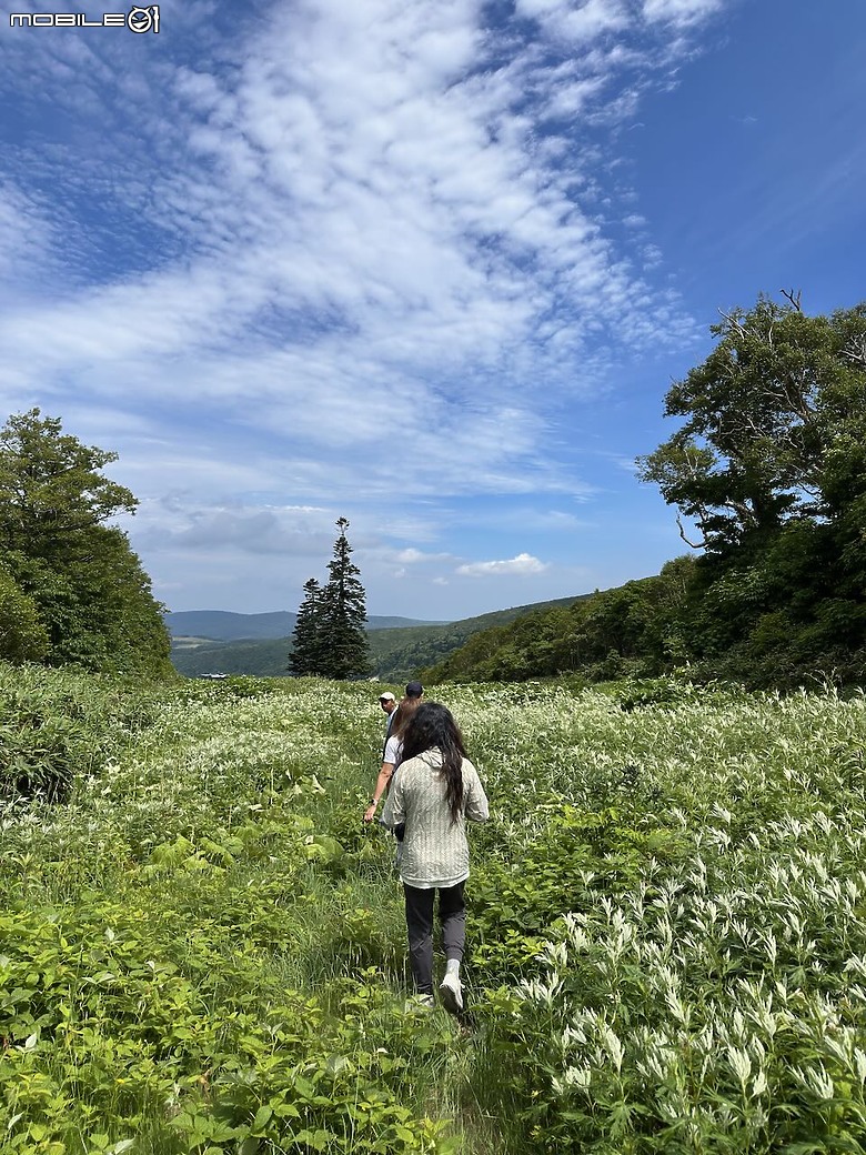 點我看大圖 北海道夏日健行|從 Club Med 出發,輕鬆走進余市岳登山口的森林步道