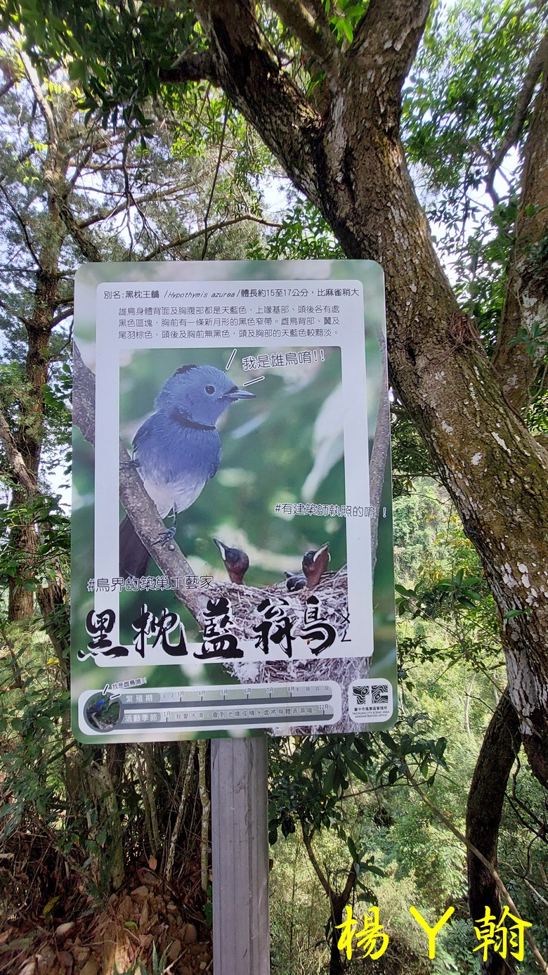 【台灣小百岳】攀登特色圓木棧道 大坑3號步道登頭嵙山