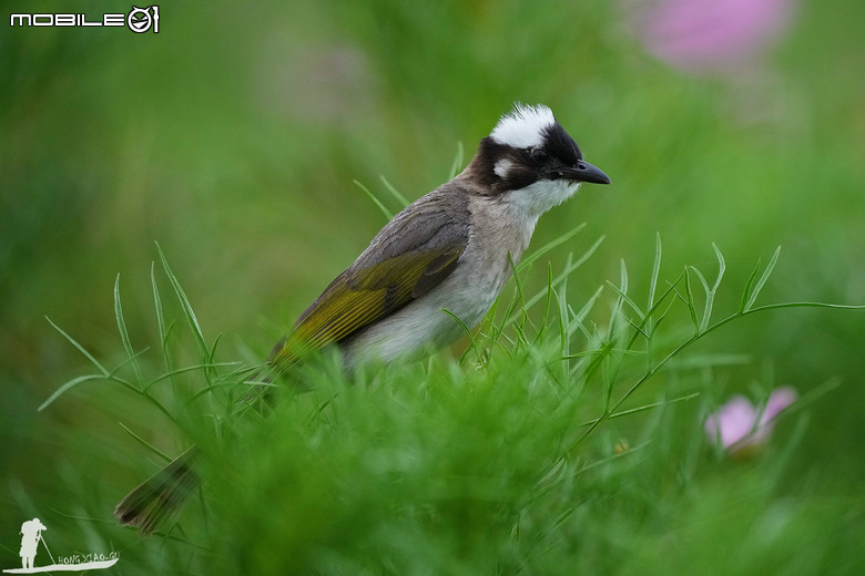FE 400-800mm F6.3-8 G OSS 蓋大樓