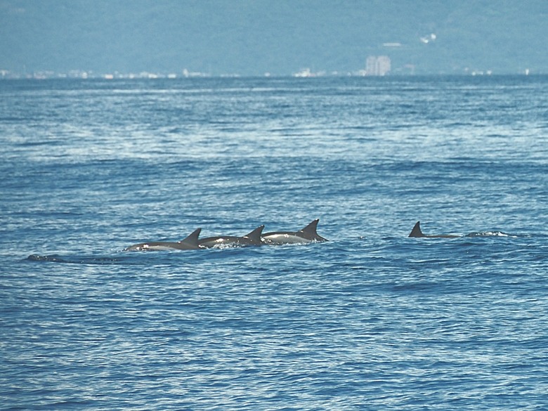 龜山島賞海豚、青蔥農場體驗蔥農生活、享用宜蘭在地無菜單料理 — 讓大腦放空休息一天之員工旅遊