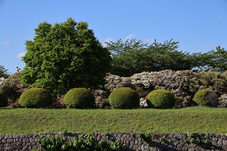 點我看大圖 夏日北海道自由行-函館篇(五稜郭/旬花/大黑屋/函館朝市/金森紅磚倉庫/小丑漢堡/八幡坂/元町/根室花丸/函館山)