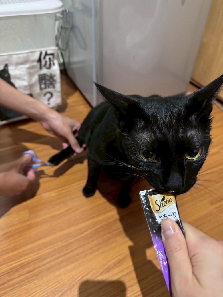 要怎麼剪貓貓的指甲？！