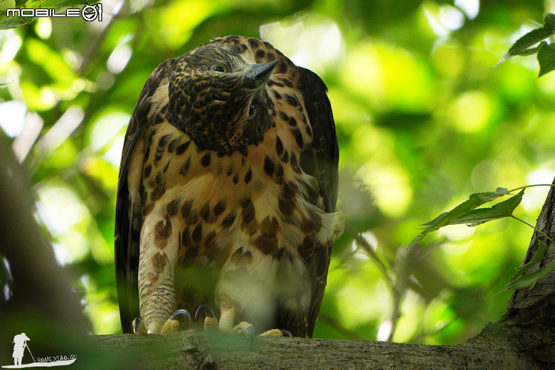 FE 400-800mm F6.3-8 G OSS 蓋大樓