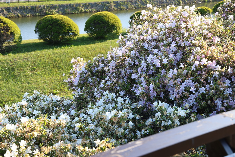 點我看大圖 夏日北海道自由行-函館篇(五稜郭/旬花/大黑屋/函館朝市/金森紅磚倉庫/小丑漢堡/八幡坂/元町/根室花丸/函館山)