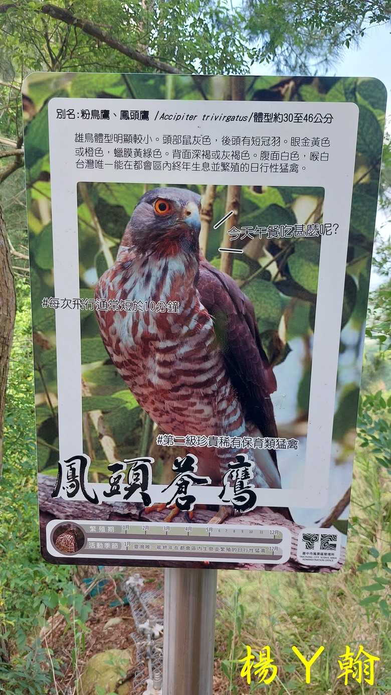 【台灣小百岳】攀登特色圓木棧道 大坑3號步道登頭嵙山