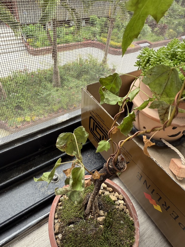 剛買的楓香葉子枯掉了