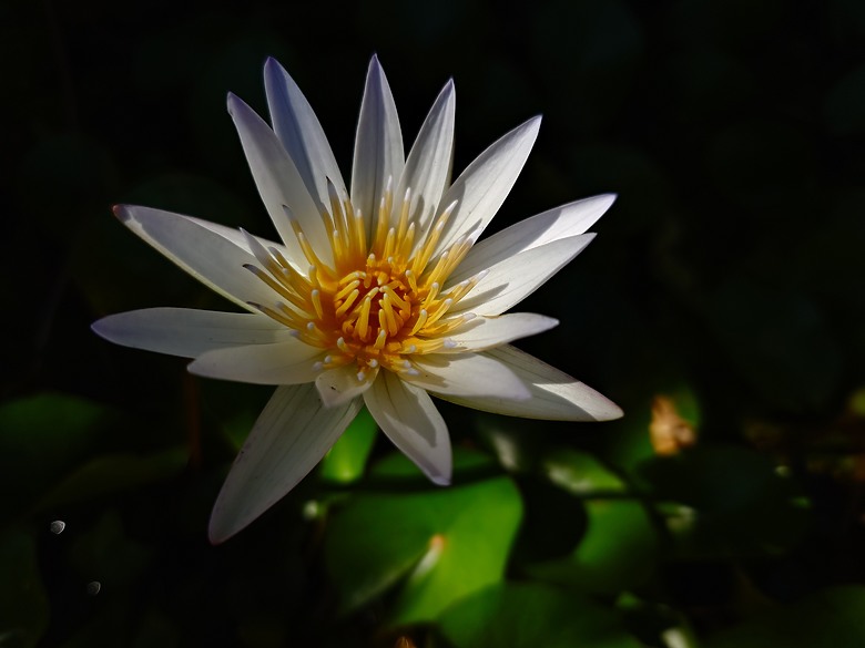 SONY XPERIA 1 VII 手機心得與照片分享