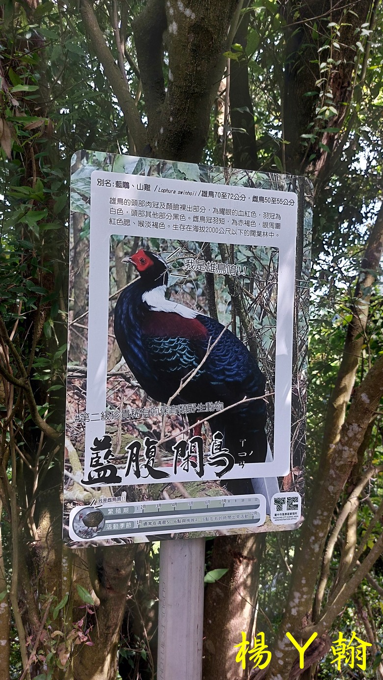【台灣小百岳】攀登特色圓木棧道 大坑3號步道登頭嵙山