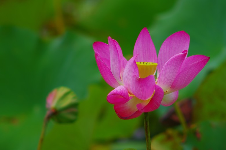 賞花雜記