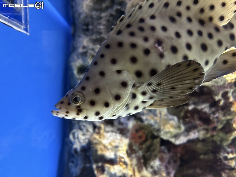 點我看大圖 【日本九州親子自駕遊記 Day 1-3】初登板的日本右駕挑戰!從門司港夜景、Umitamago水族館到 我們的African Safari 猛獸冒險!