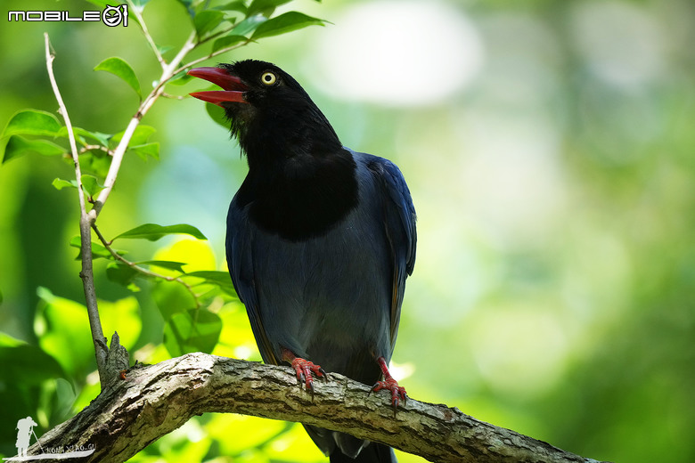 FE 400-800mm F6.3-8 G OSS 蓋大樓