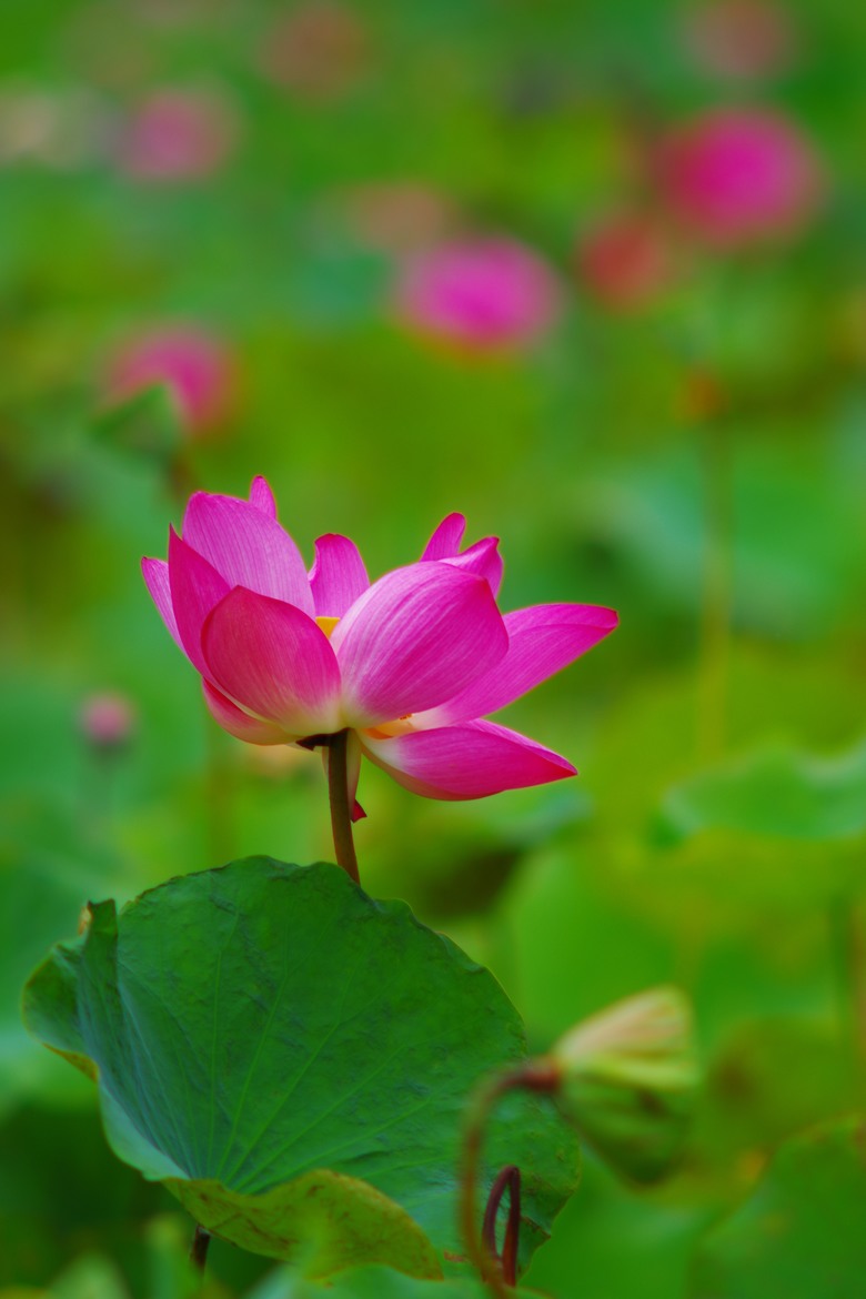 賞花雜記