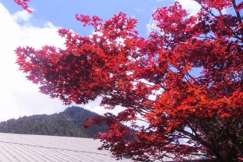 宜蘭太平山森林遊樂區楓紅染色!中央階梯化身絕美打卡天堂
