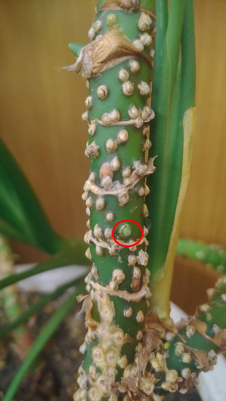 萬年青 這是長瘤? 介殼蟲? 還是其他問題?
