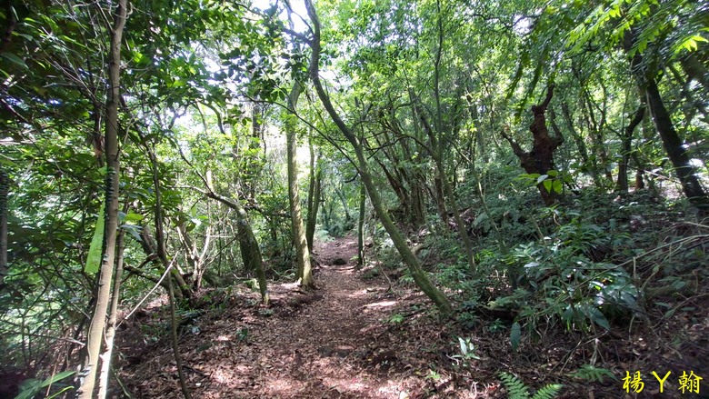 【郊山走走】草山觀瀑吊橋觀瀑、猴崁水圳古道消暑、頂湖山登山健行