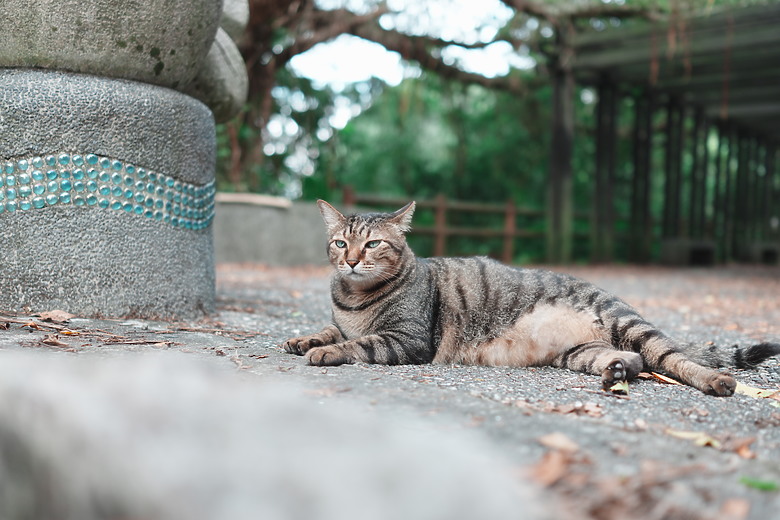 Sony RX1R III 評測報告｜最輕巧的全幅隨身機、沒有之一！