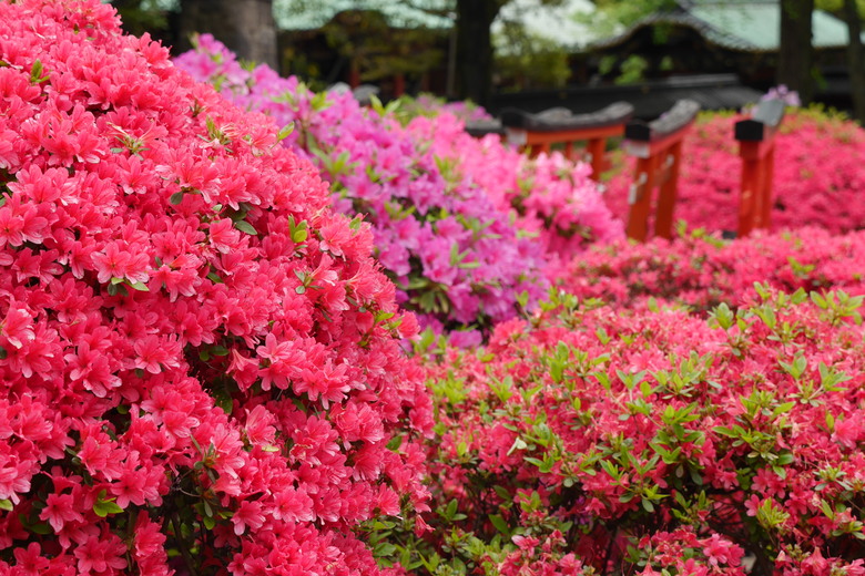 2019的東京自助行,有點年代了但是應該還有些參考價值吧?