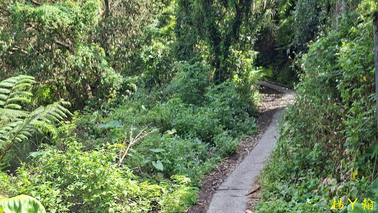 【郊山走走】草山觀瀑吊橋觀瀑、猴崁水圳古道消暑、頂湖山登山健行