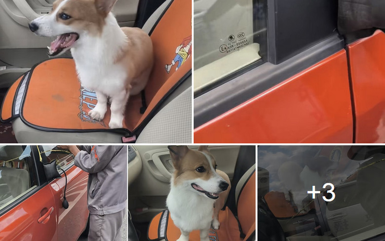 頑皮哥基犬鎖車門車主進不了,與開鎖師傅大鬥法