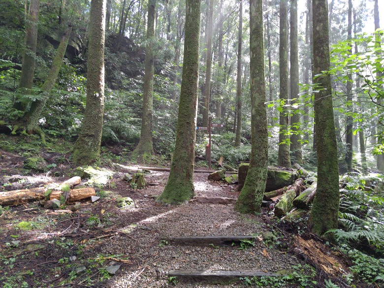 【遊記】回到「大漠國渡」的「起點」，續寫「森林之旅」，東眼山國家森林遊樂區 - 大漠國渡