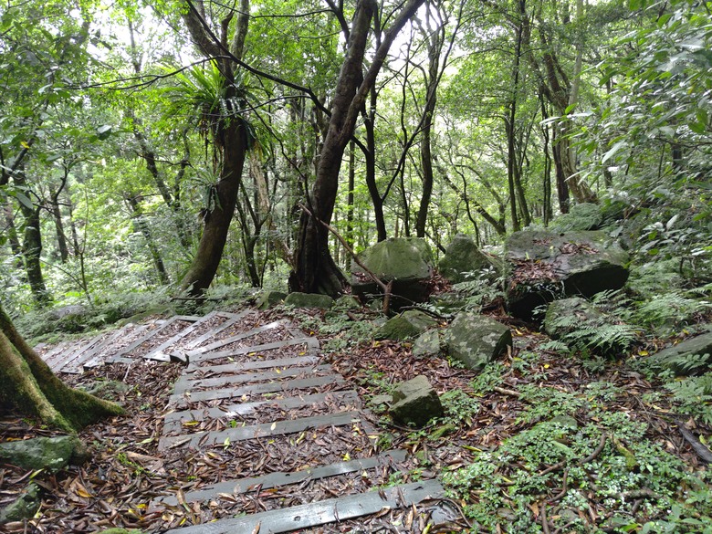 【遊記】回到「大漠國渡」的「起點」，續寫「森林之旅」，東眼山國家森林遊樂區 - 大漠國渡