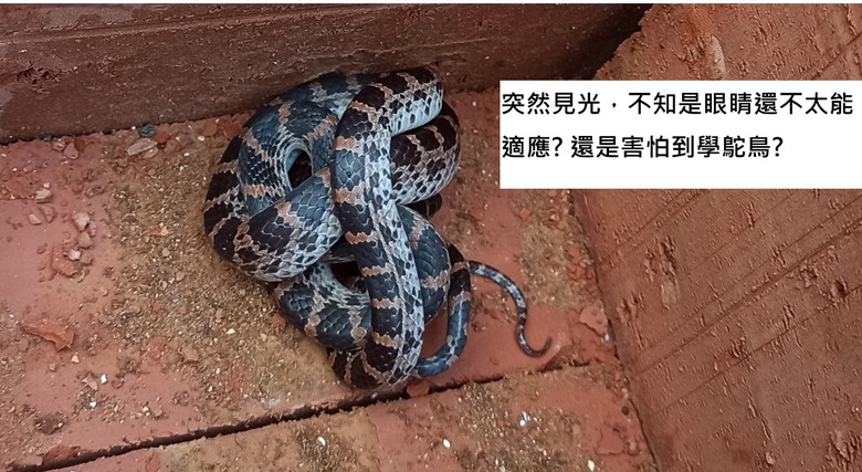 小小龜殼花 ~ 看到 幼小的蛇寶寶...