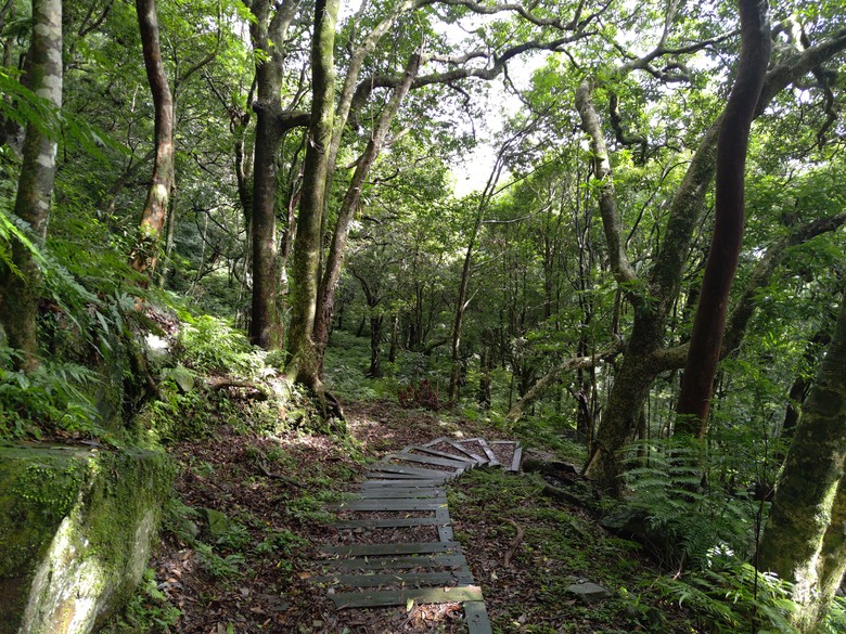 【遊記】回到「大漠國渡」的「起點」，續寫「森林之旅」，東眼山國家森林遊樂區 - 大漠國渡