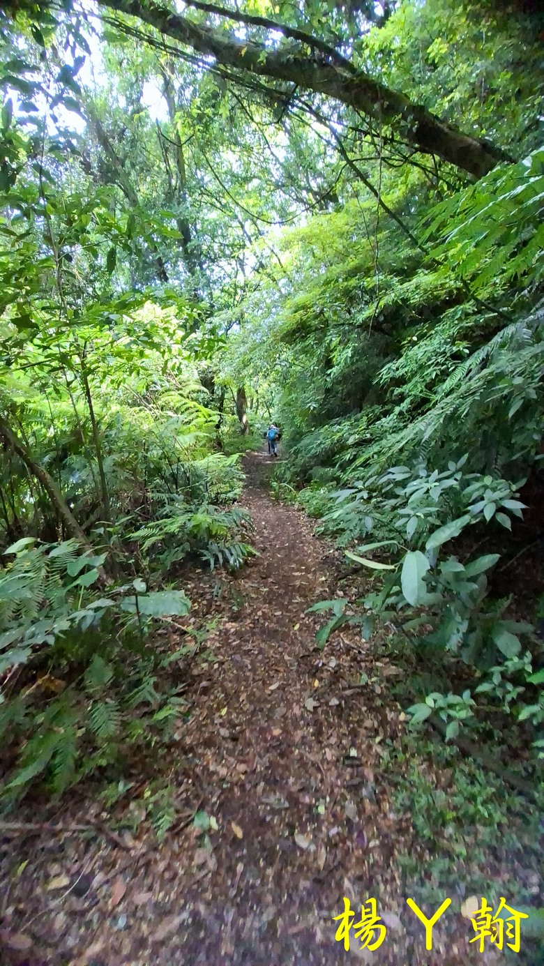 【郊山走走】草山觀瀑吊橋觀瀑、猴崁水圳古道消暑、頂湖山登山健行