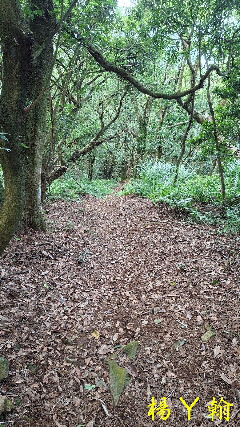 【郊山走走】草山觀瀑吊橋觀瀑、猴崁水圳古道消暑、頂湖山登山健行