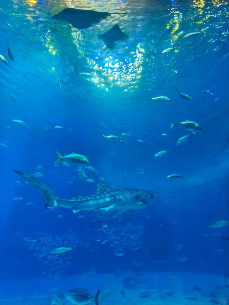 🐠 這裡真的不是普通的水族館!