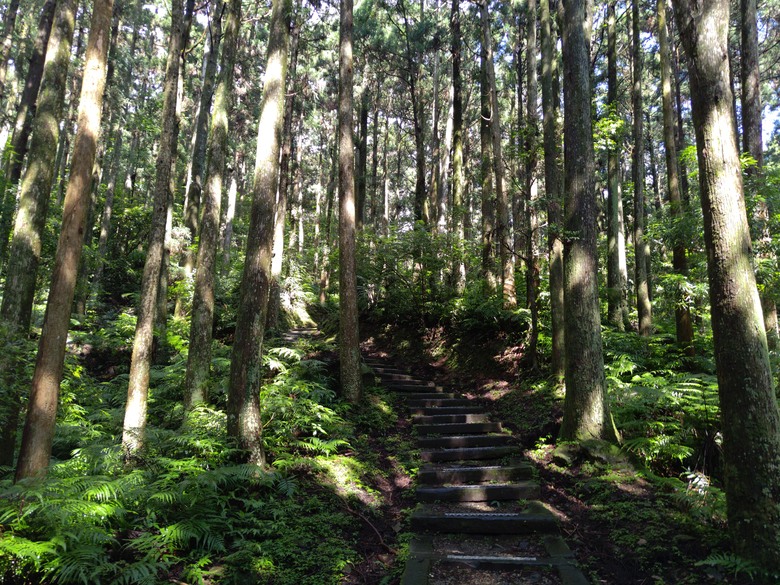 【遊記】回到「大漠國渡」的「起點」，續寫「森林之旅」，東眼山國家森林遊樂區 - 大漠國渡