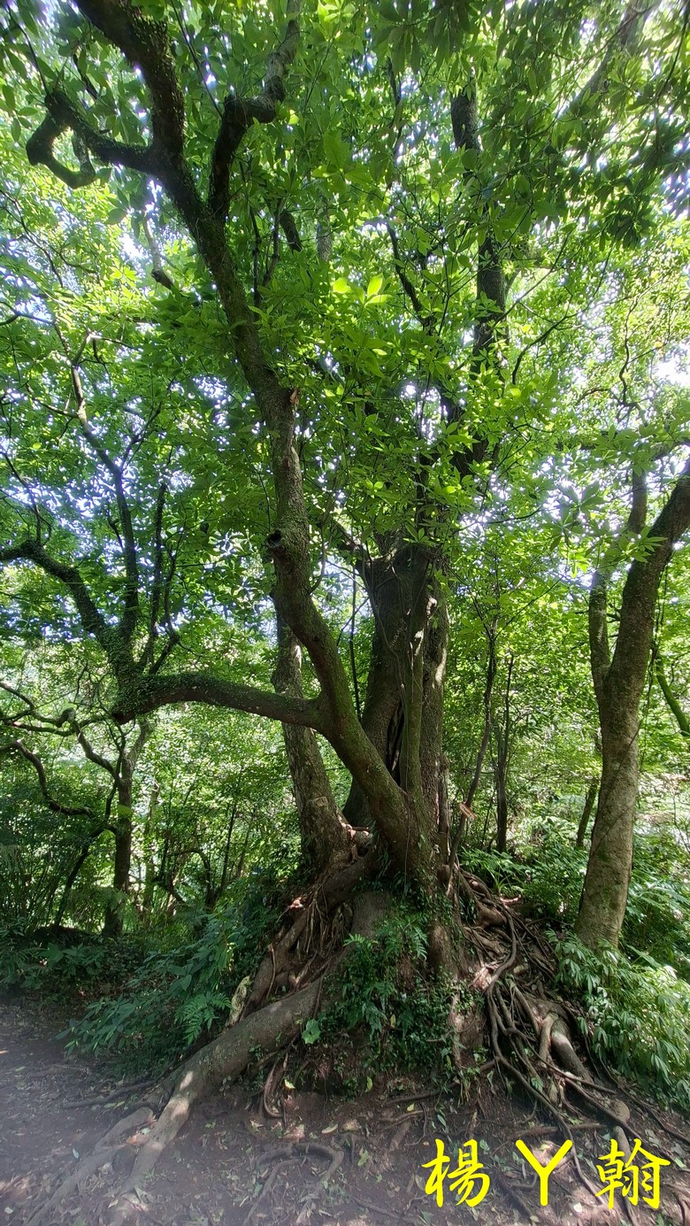 【郊山走走】草山觀瀑吊橋觀瀑、猴崁水圳古道消暑、頂湖山登山健行