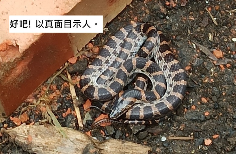 小小龜殼花 ~ 看到 幼小的蛇寶寶...