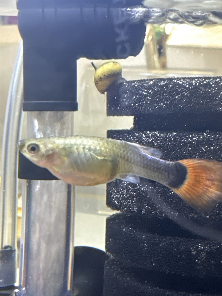 我的孔雀魚是否快生了？