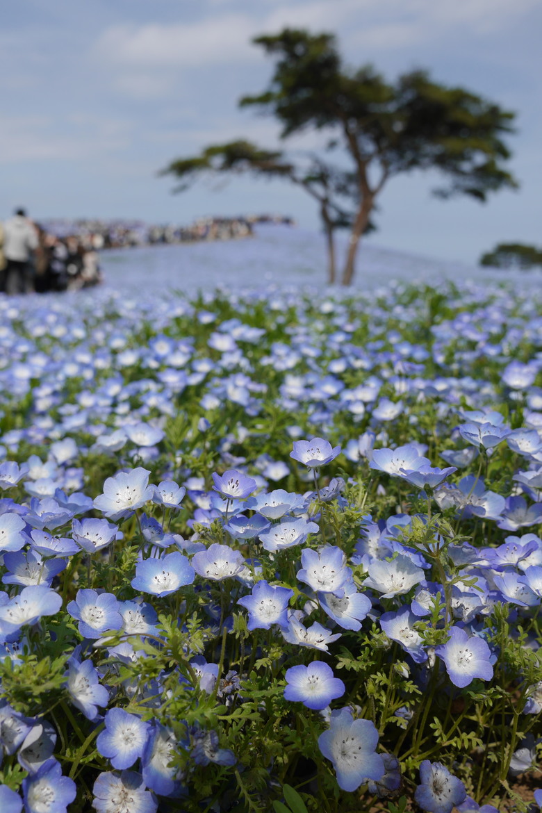 2019的東京自助行,有點年代了但是應該還有些參考價值吧?